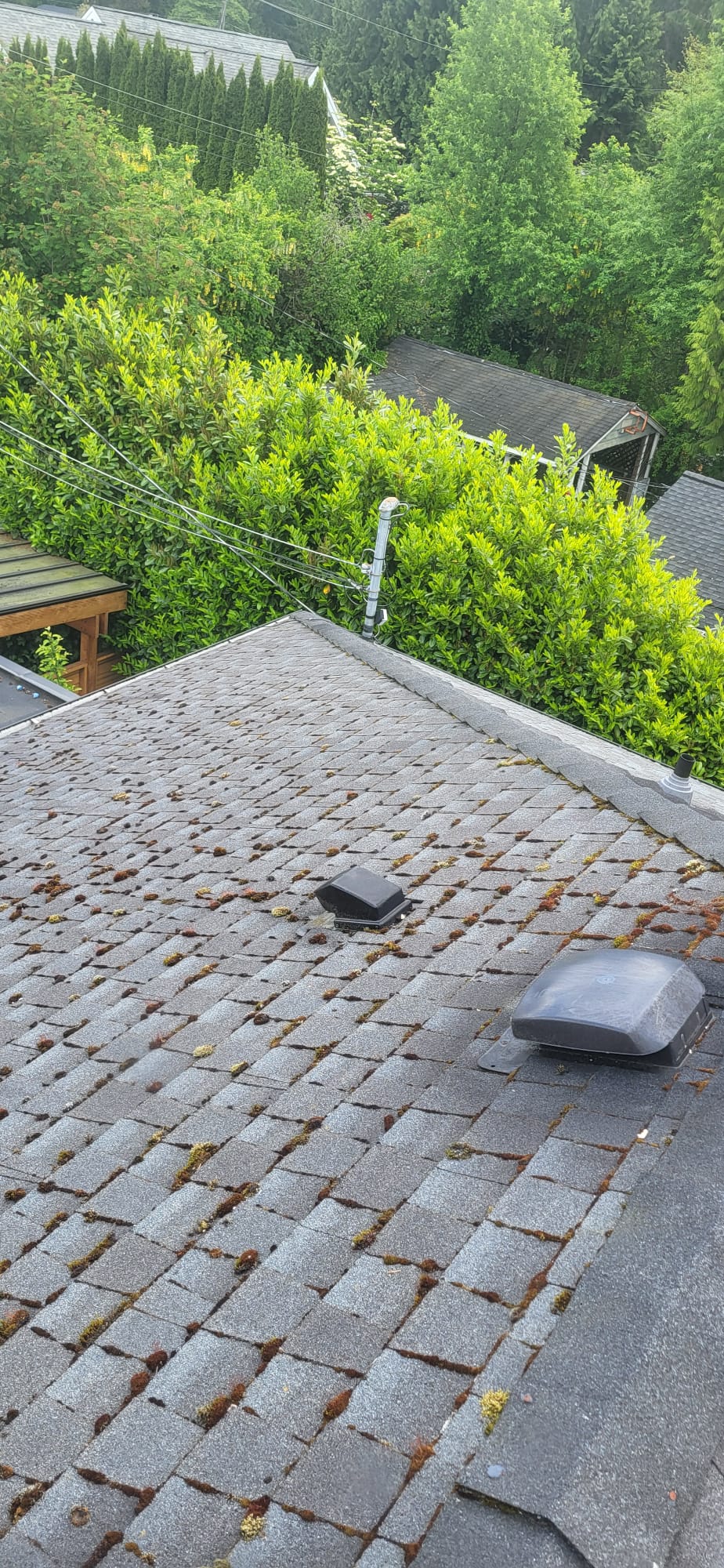 Roof with moss